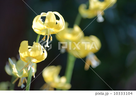 黄花片栗 10333104