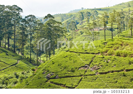 Tea plantation 10333213