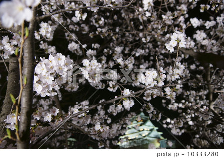 大坂城公園　桜のライトアップ 10333280