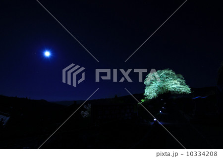 醍醐桜９７１ 10334208