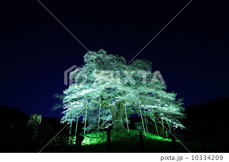 醍醐桜９５８ 10334209