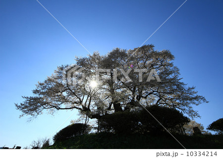 醍醐桜８２０ 10334214