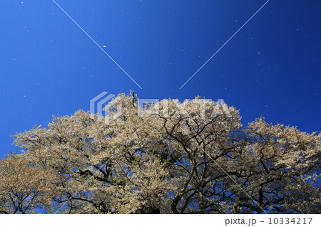 醍醐桜７９３ 10334217