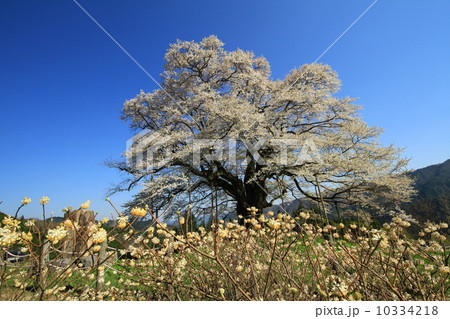 醍醐桜775 醍醐桜775 10334218