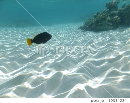 モルディブ 10334224