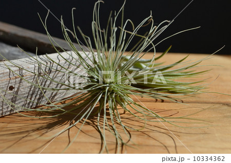 エアープランツ 10334362