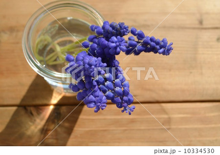 ムスカリ 10334530