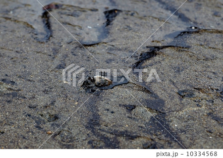 石垣島　ヒルギ群落のシオマネキ 10334568