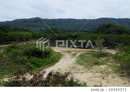 石垣島　ヒルギ群落 10334571