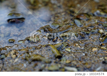 石垣島　ヒルギ群落のトビハゼ 10334574