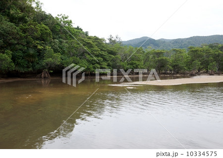 石垣島　ヒルギ群落 10334575