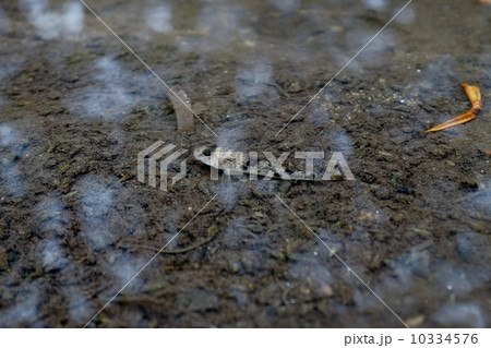 石垣島　ヒルギ群落のトビハゼ 10334576