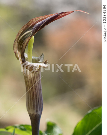 野生の蝮草 野生の蝮草 10334594
