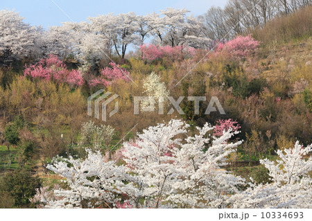 花見山 10334693