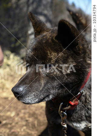 甲斐犬 甲斐犬 10334794