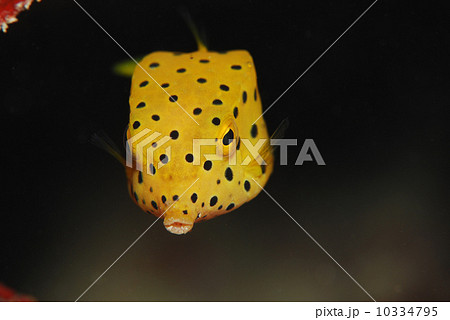 ミナミハコフゴ 10334795