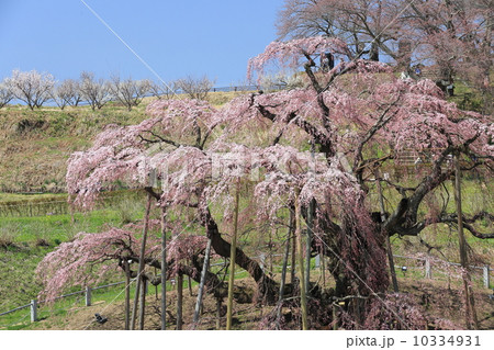 三春滝桜 三春滝桜 10334931