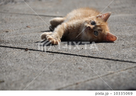 ねこ 10335069