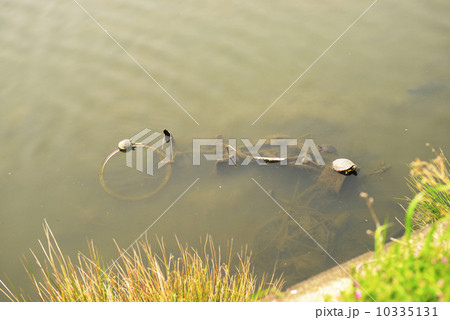 不法投棄 10335131