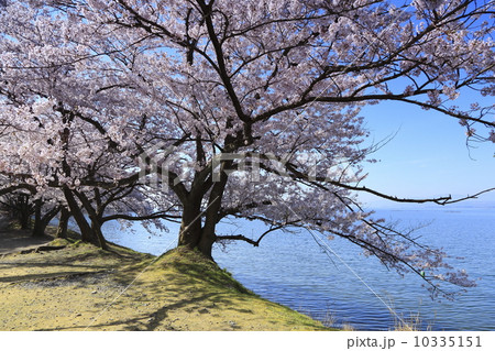 湖畔の桜 湖畔の桜 10335151