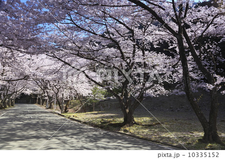 桜のトンネル 10335152