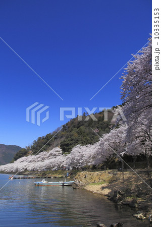 海津大崎の桜 10335153