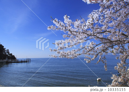 桜と琵琶湖 10335155