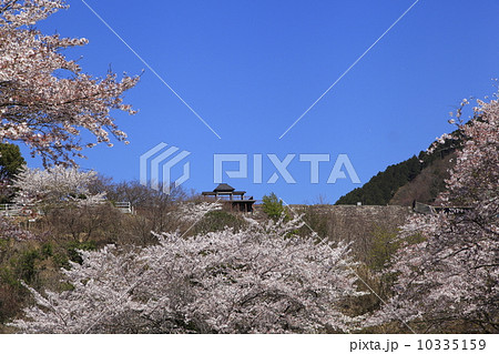 宇曽川ダム遠景桜満開 10335159