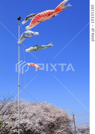 桜とこいのぼり 10335160