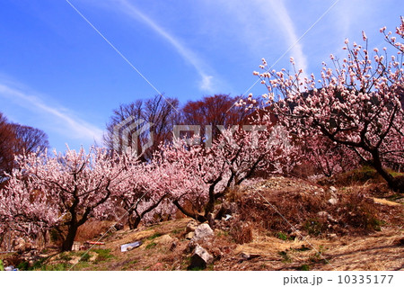 あんず畑 あんず畑 10335177