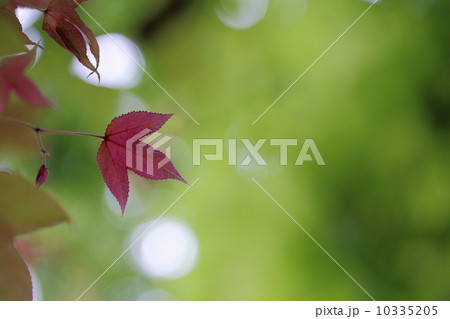 赤い葉 10335205