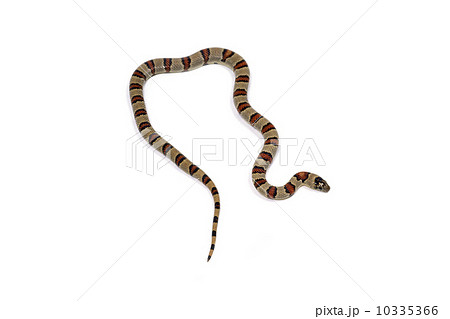 ヘビ　サイエリキングスネーク 10335366