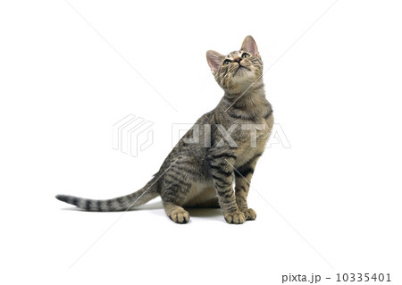 オシキャット 10335401