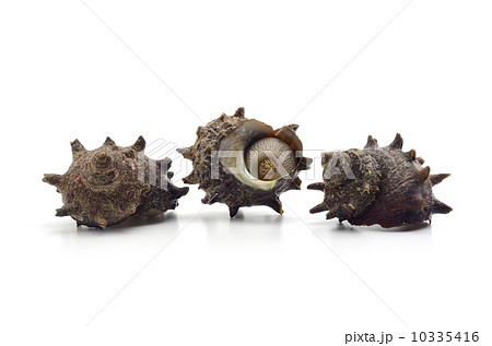 サザエ サザエ 10335416