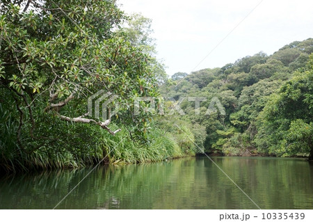 西表島　マングローブ地帯を流れるヒナイ川 10335439