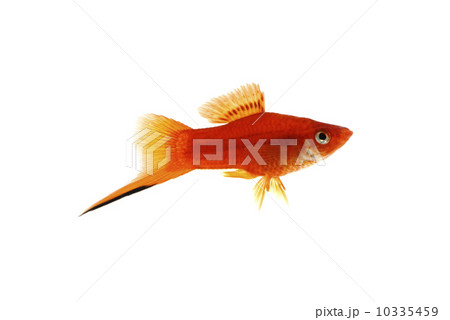 ソードテール 10335459