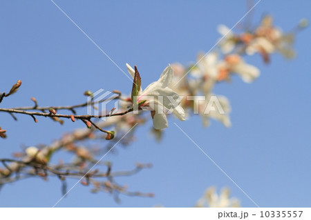コブシの花 コブシの花 10335557