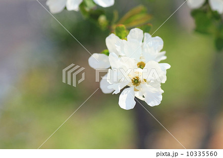 リキュウバイの花 10335560