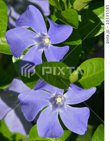 Periwinkle - close-up 10335585