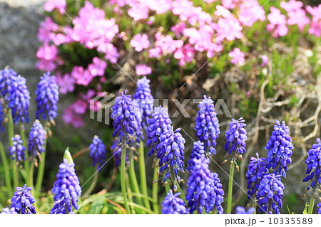 ムスカリの花 10335589