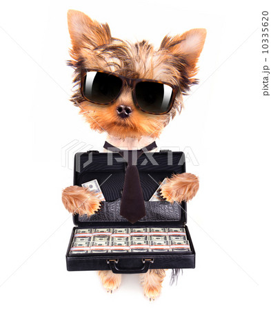 puppy with glasses holding case with money  10335620
