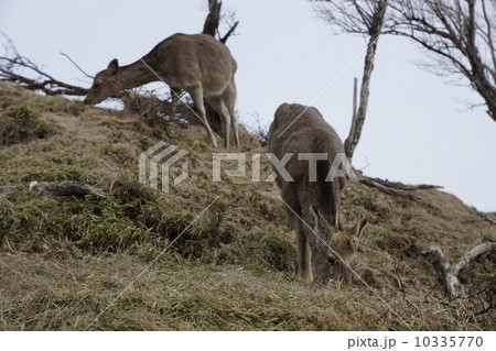 丹沢山地 塔ノ岳山頂のシカ 丹沢山地 塔ノ岳山頂のシカ 10335770