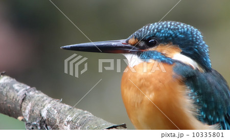 カワセミ 10335801