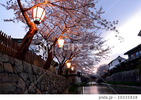 八幡堀りの夜桜 10335838