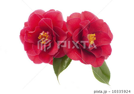 きれいな椿の花 10335924