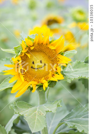 夏の花 ヒマワリ スマイル の写真素材