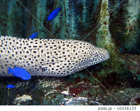 ウツボと青い熱帯魚の写真素材