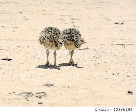 Two african ostrich chick Two african ostrich chick 10336184