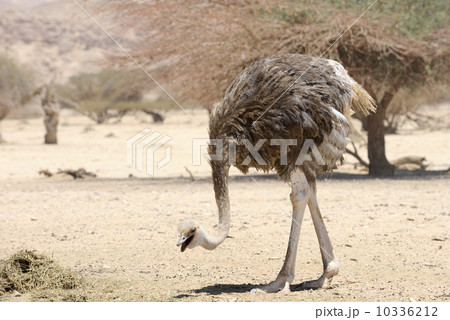 African ostrich 10336212