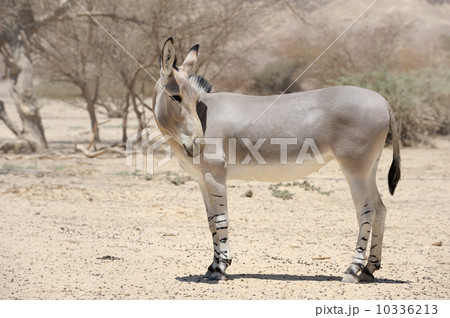 African wild ass African wild ass 10336213